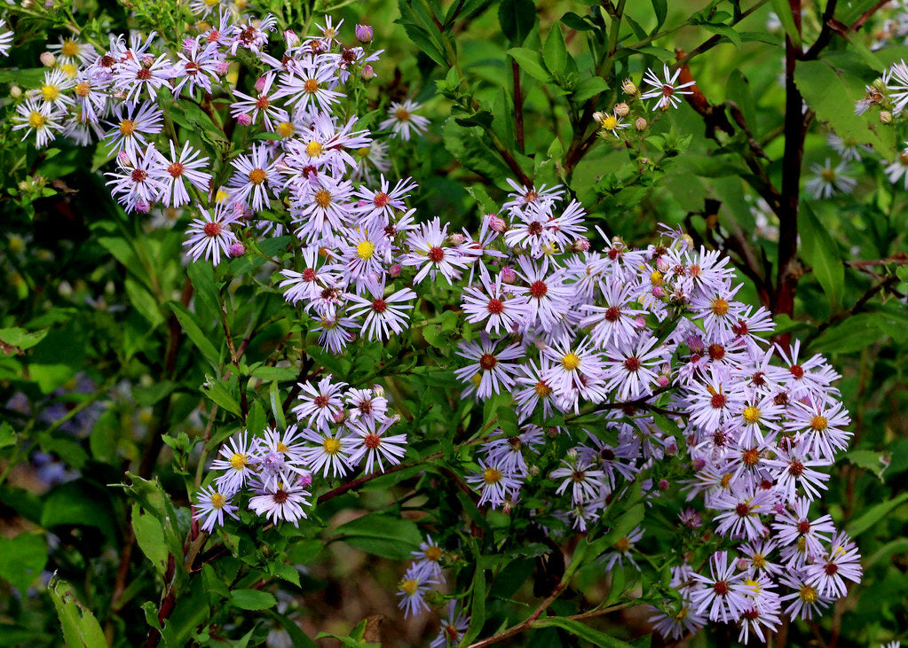 Elliott Aster - Symphyotrichum elliottii