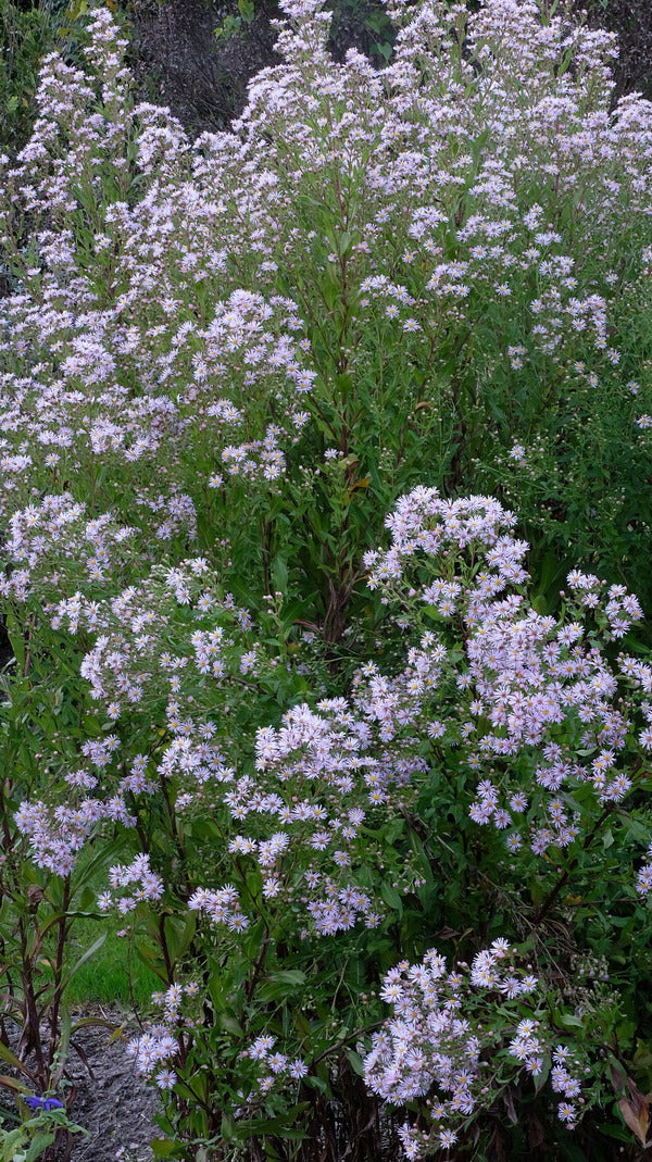 Elliott Aster - Symphyotrichum elliottii
