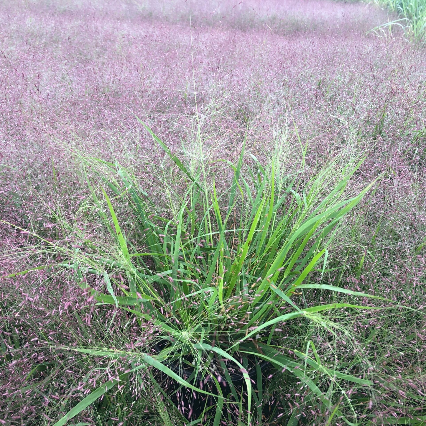 Purple Love Grass - Eragrostis pectinacea