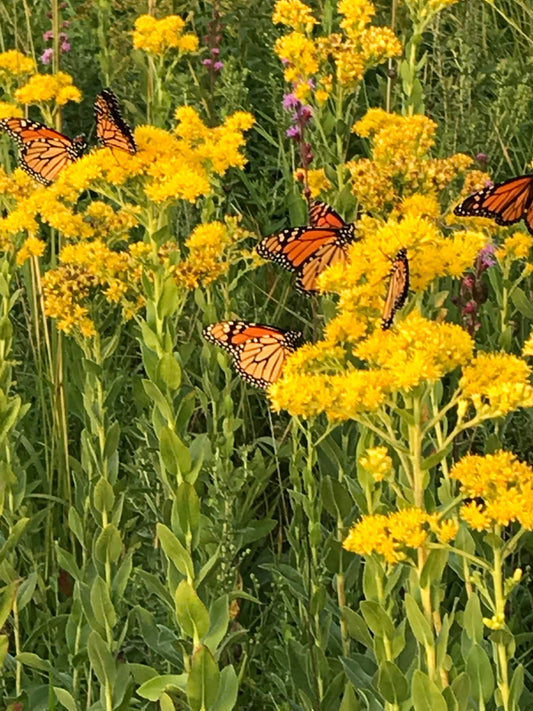 Stiff Goldenrod - Solidago rigida