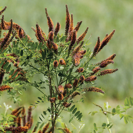 False Indigo Bush - Amorpha fruticosa