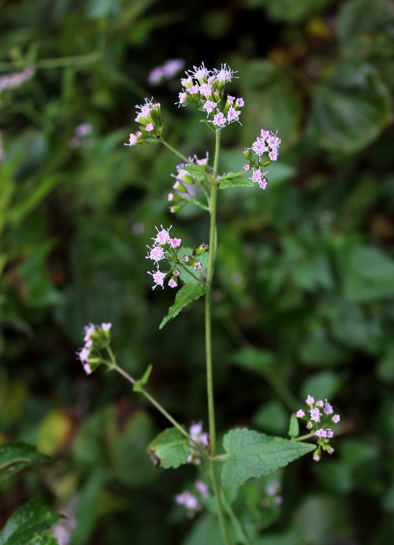 Pink Thoroughwort / Mistflower - Eupatorium incarnatum / Fleischmannia incarnata
