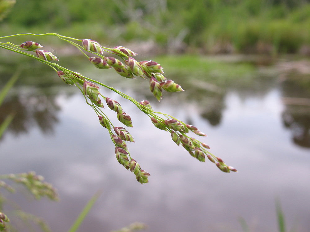 Fowl Manna Grass - Glyceria striata