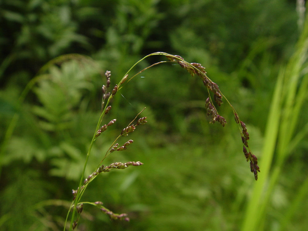 Fowl Manna Grass - Glyceria striata