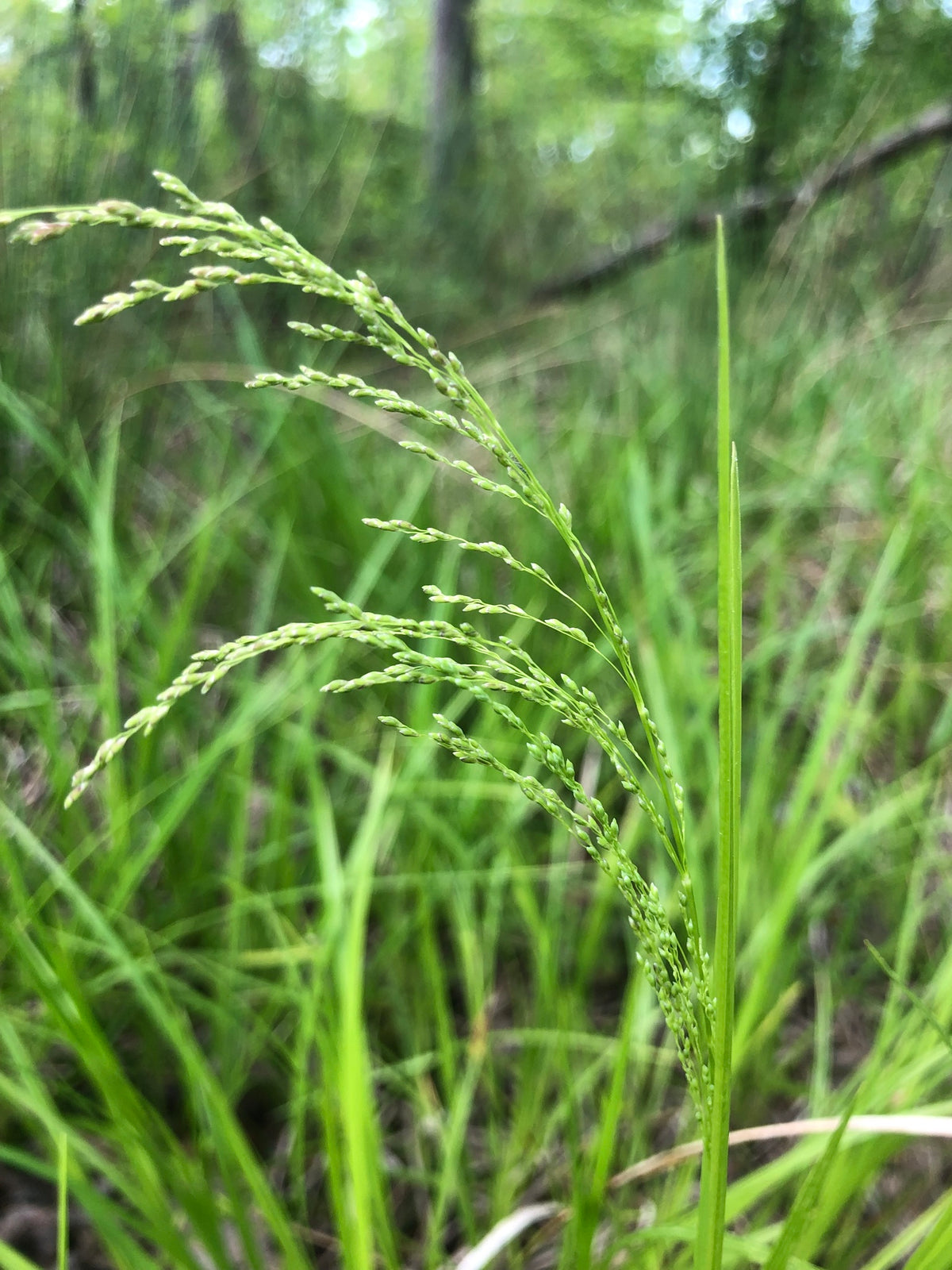 Fowl Manna Grass - Glyceria striata