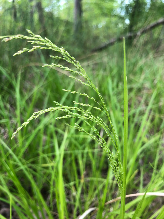 Fowl Manna Grass - Glyceria striata