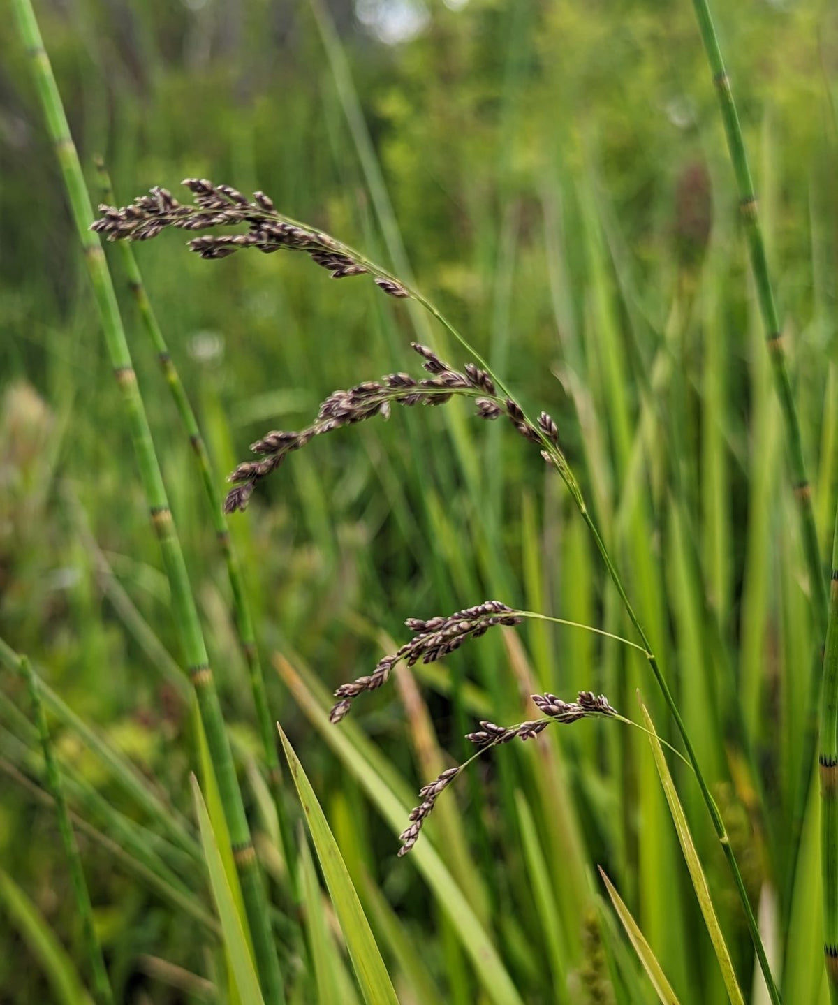 Fowl Manna Grass - Glyceria striata