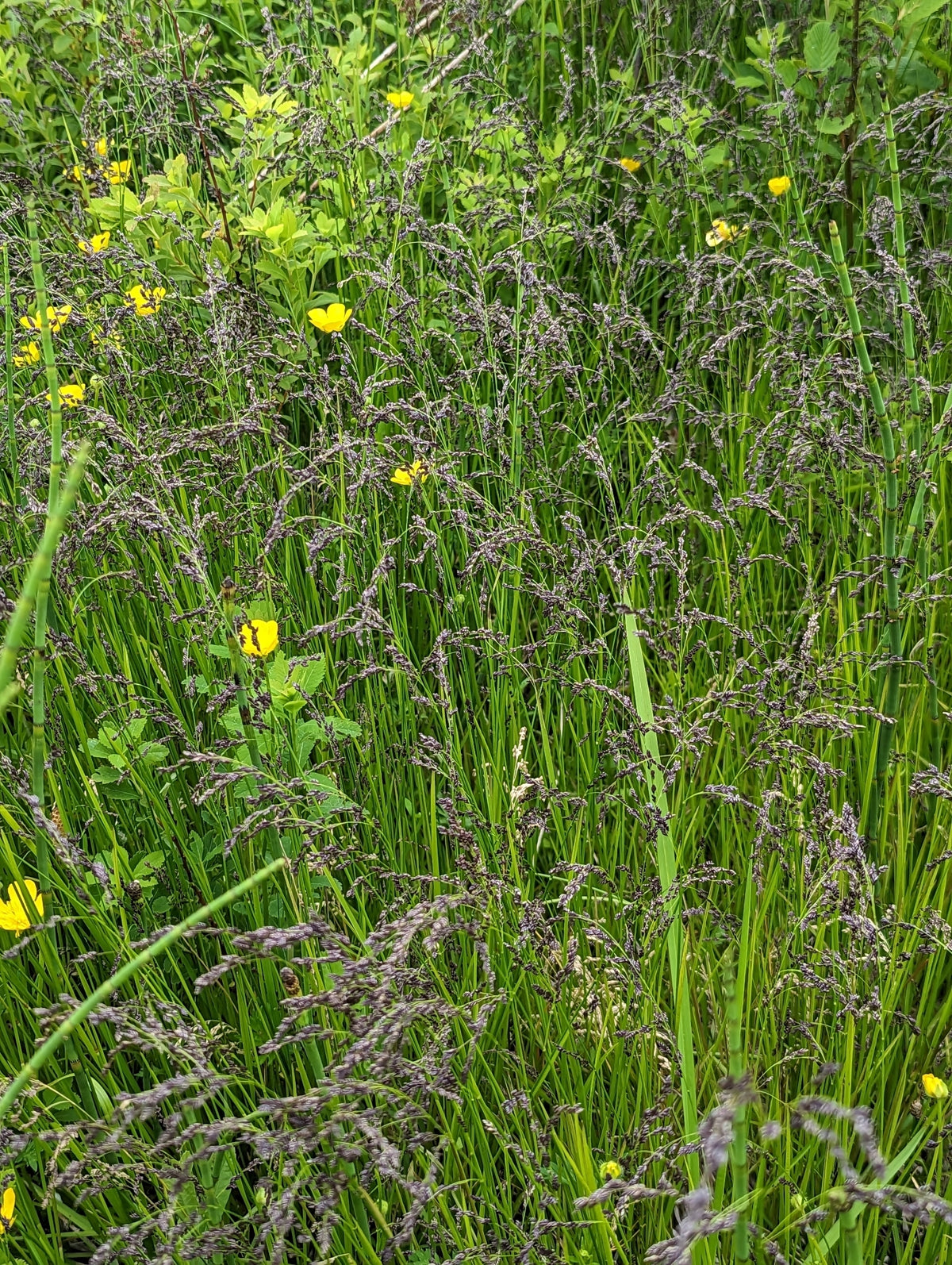 Fowl Manna Grass - Glyceria striata