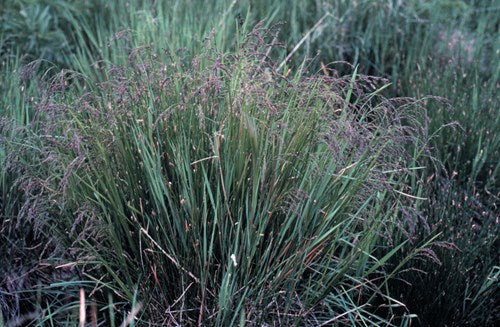 Fowl Manna Grass - Glyceria striata