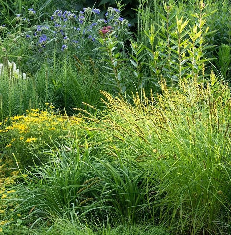 Brown Fox Sedge - Carex vulpinoidea