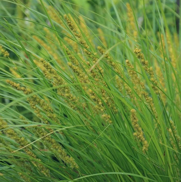 Brown Fox Sedge - Carex vulpinoidea