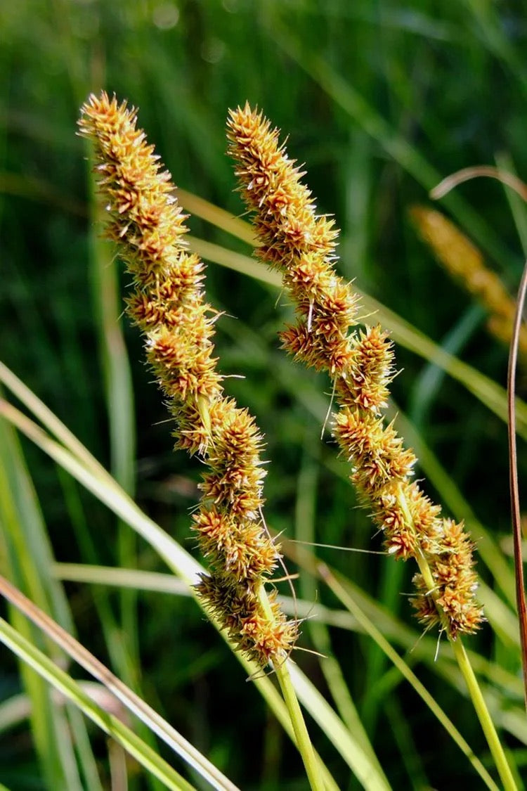 Brown Fox Sedge - Carex vulpinoidea