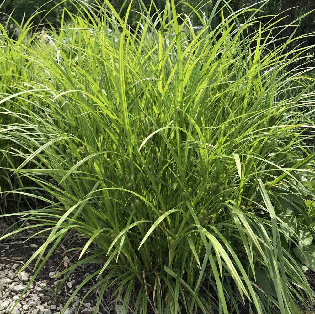Frank's Sedge - Carex frankii