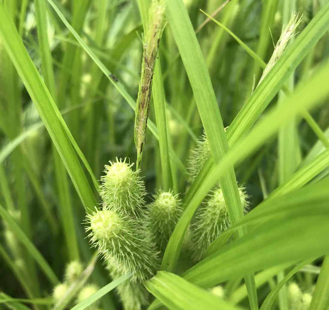 Frank's Sedge - Carex frankii
