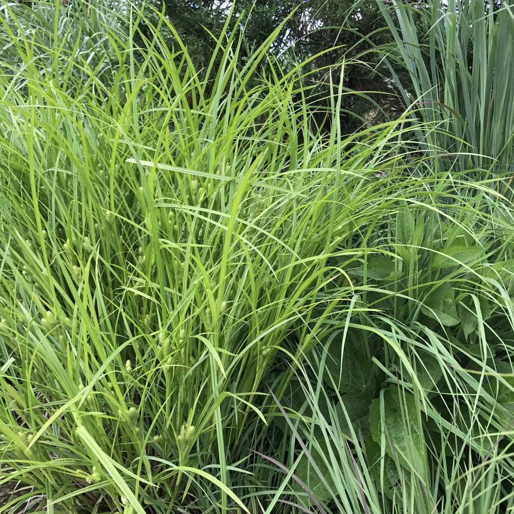 Frank's Sedge - Carex frankii