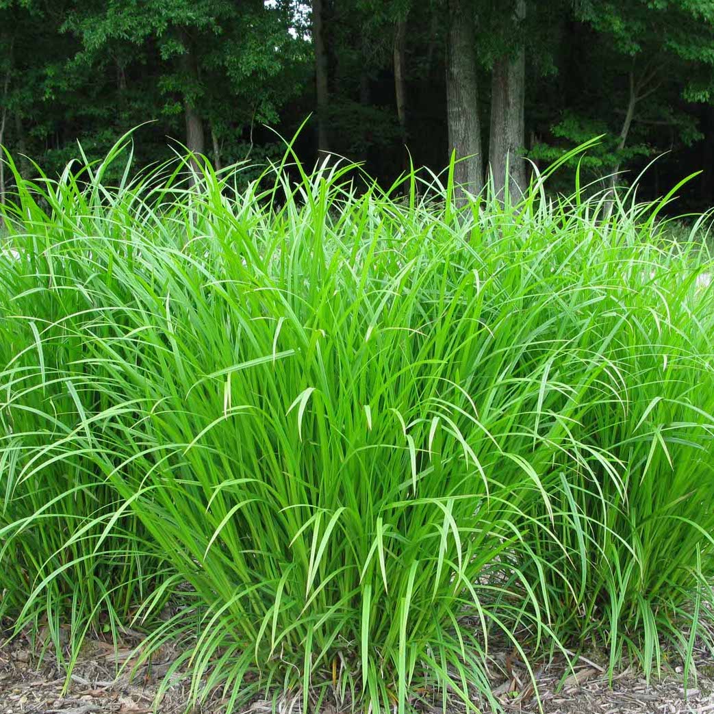 Frank's Sedge - Carex frankii