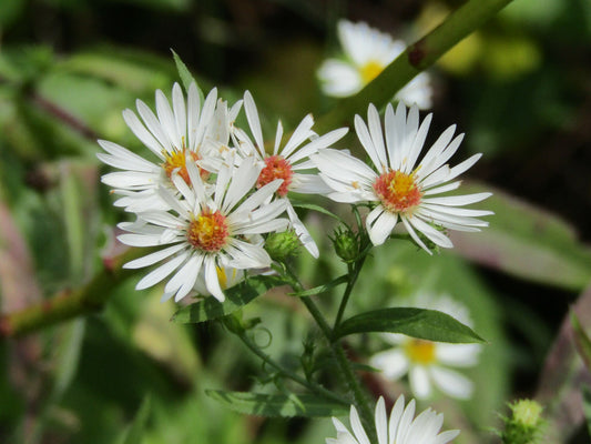 Frost Aster - Symphyotrichum pilosum