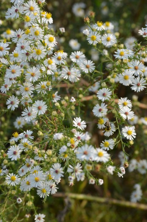 Frost Aster - Symphyotrichum pilosum