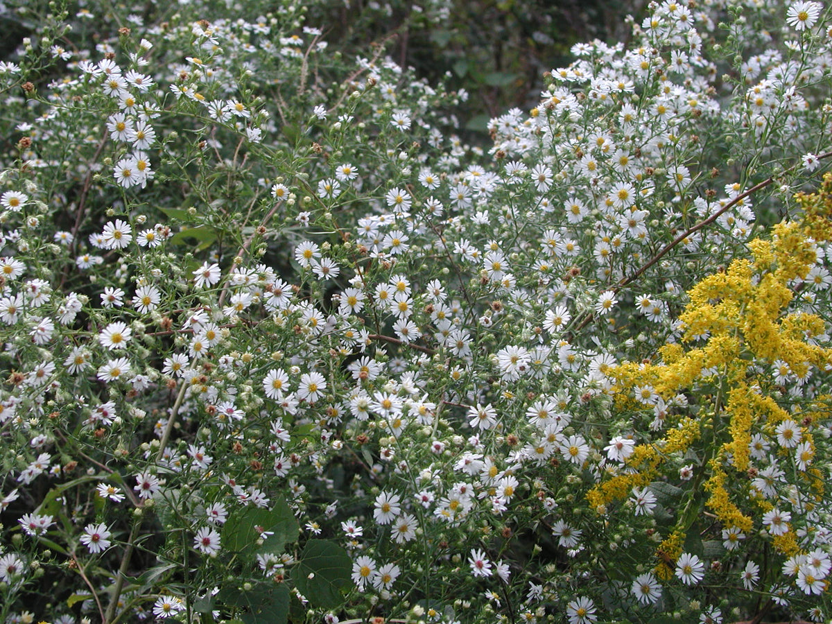 Frost Aster - Symphyotrichum pilosum