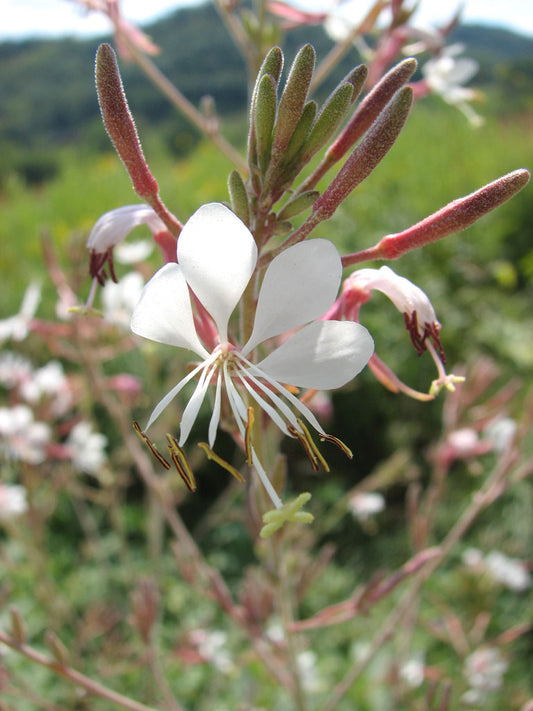 Large-Flowered Gaura / Beeblossom- Gaura longiflora / filiformis