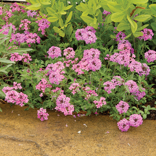 Rose Verbena - Glandularia canadensis