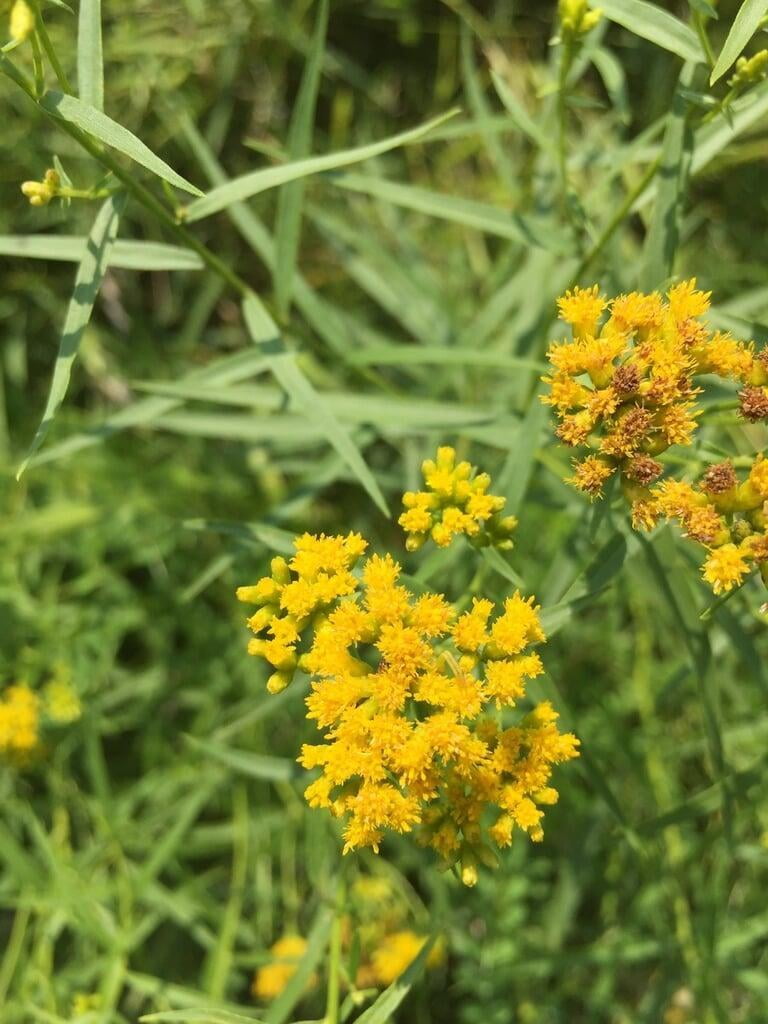 Grass Leaved Goldenrod - Euthamia graminifolia