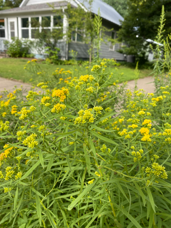 Grass Leaved Goldenrod - Euthamia graminifolia