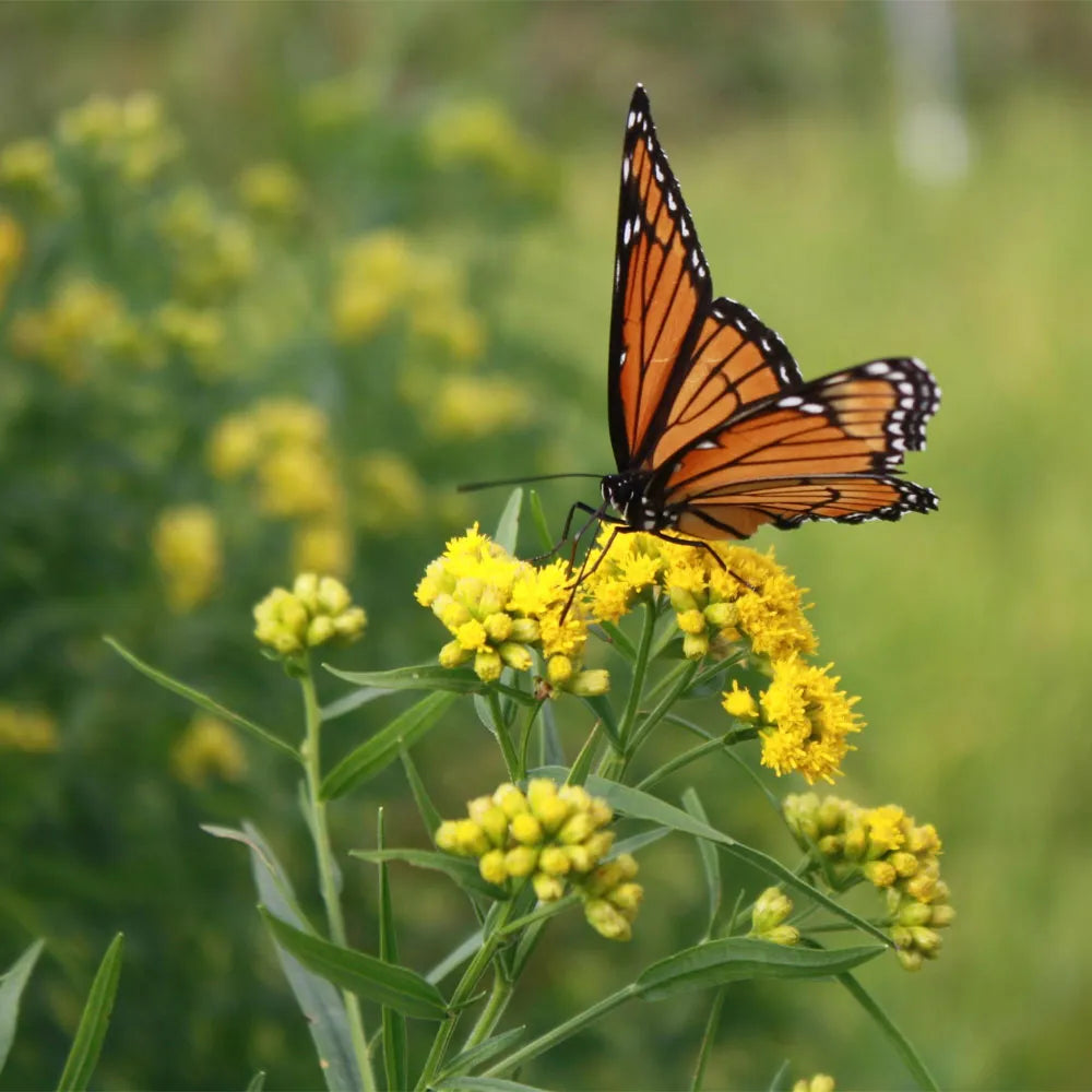 Grass Leaved Goldenrod - Euthamia graminifolia
