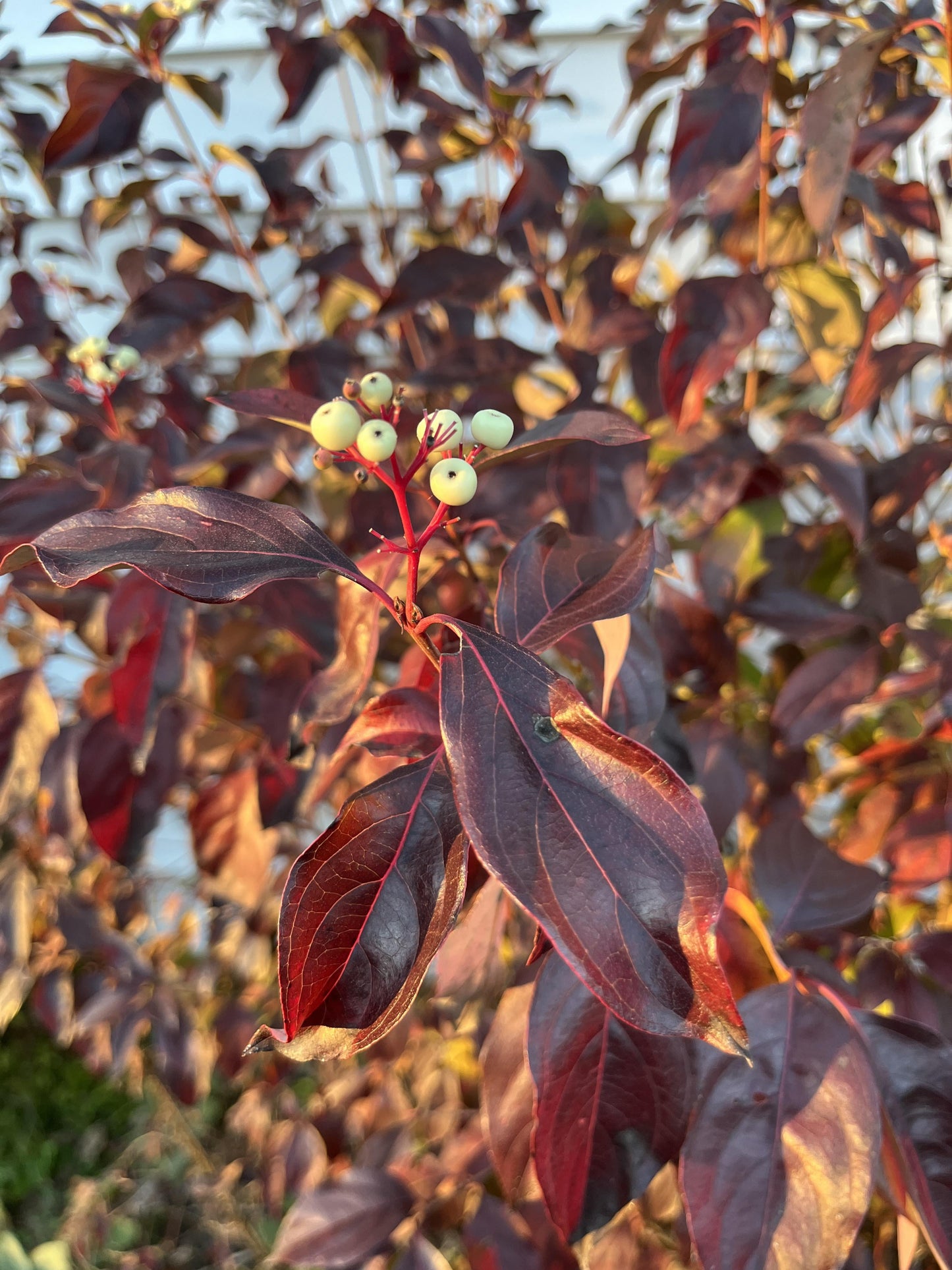 Grey Dogwood - Cornus racemosa