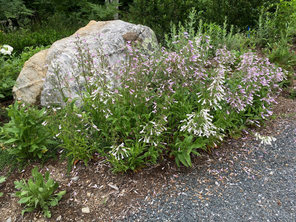 Hairy Beardtongue - Penstemon hirsutus