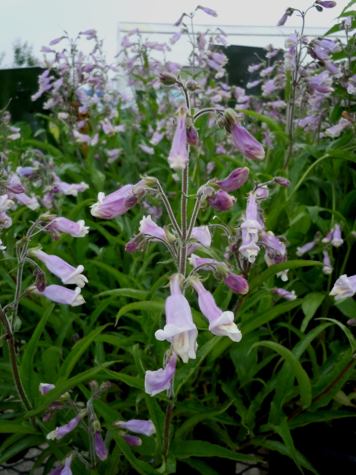 Hairy Beardtongue - Penstemon hirsutus