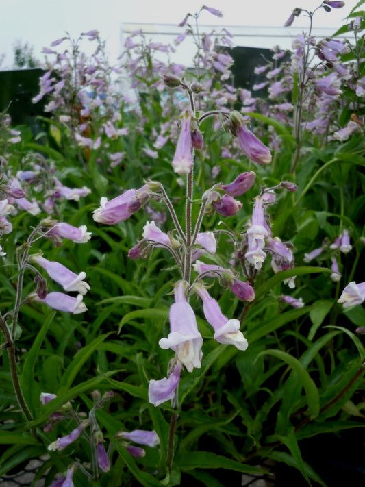Hairy Beardtongue - Penstemon hirsutus