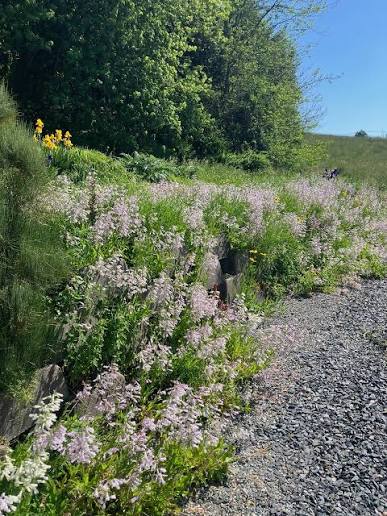 Hairy Beardtongue - Penstemon hirsutus
