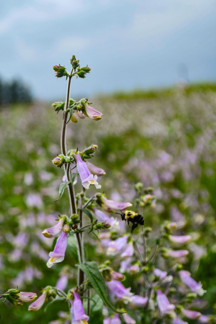 Hairy Beardtongue - Penstemon hirsutus