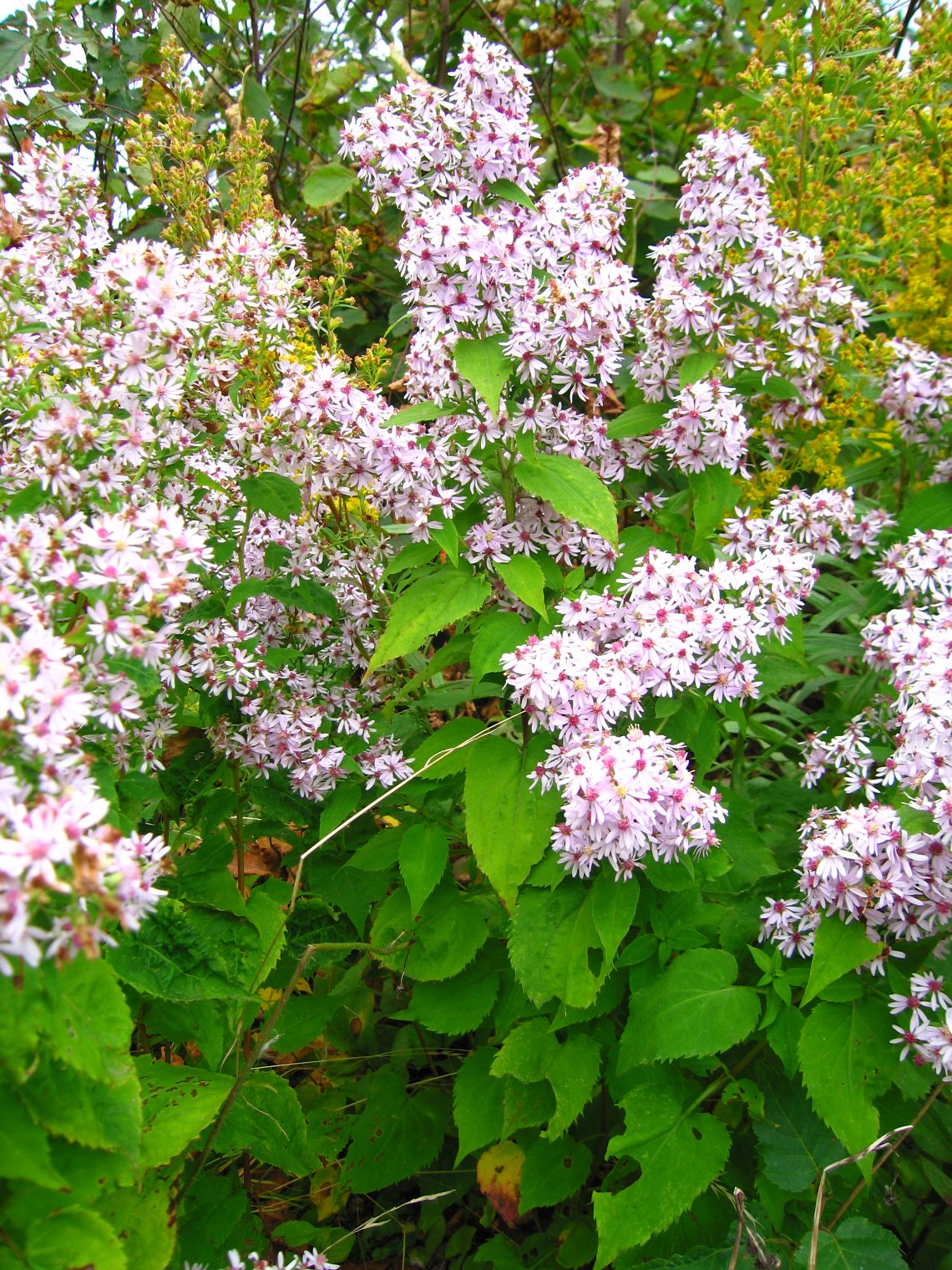 Heart-Leaved / Blue Wood Aster - Symphyotrichum cordifolium