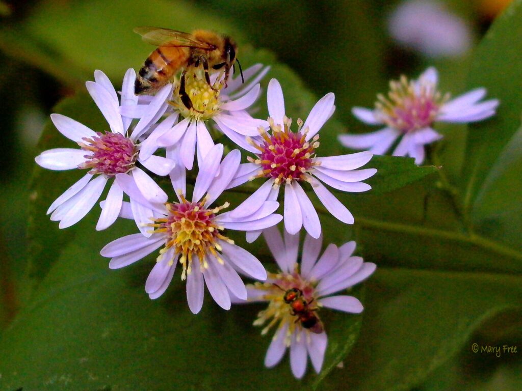 Heart-Leaved / Blue Wood Aster - Symphyotrichum cordifolium