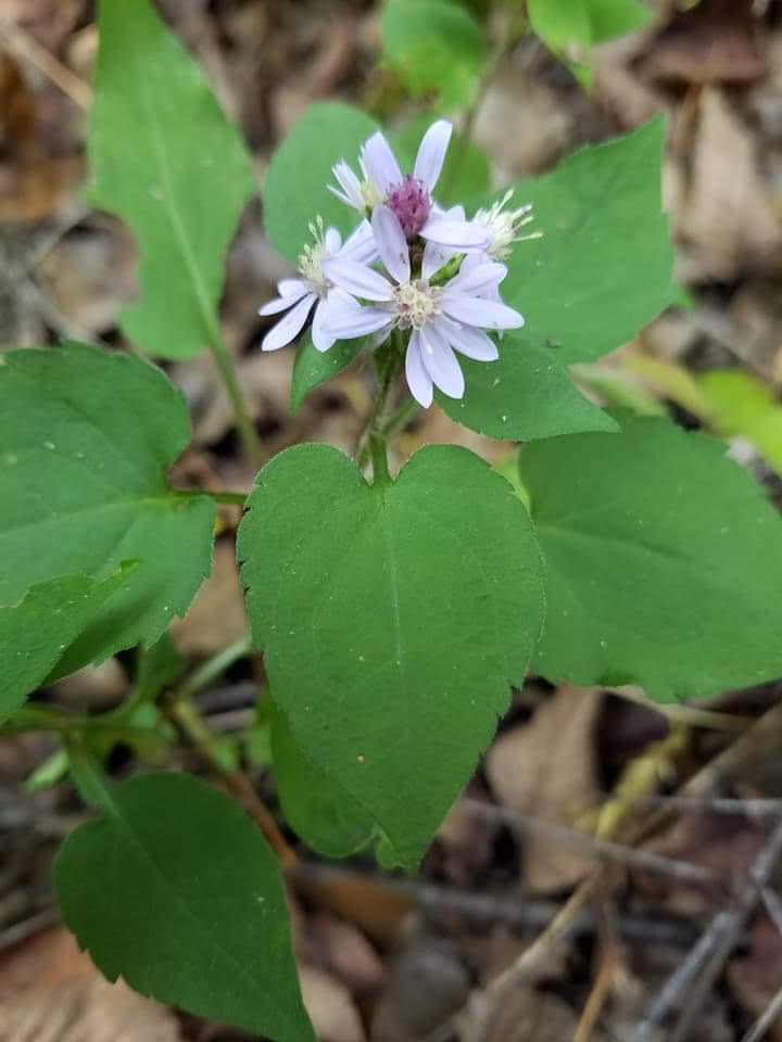 Heart-Leaved / Blue Wood Aster - Symphyotrichum cordifolium