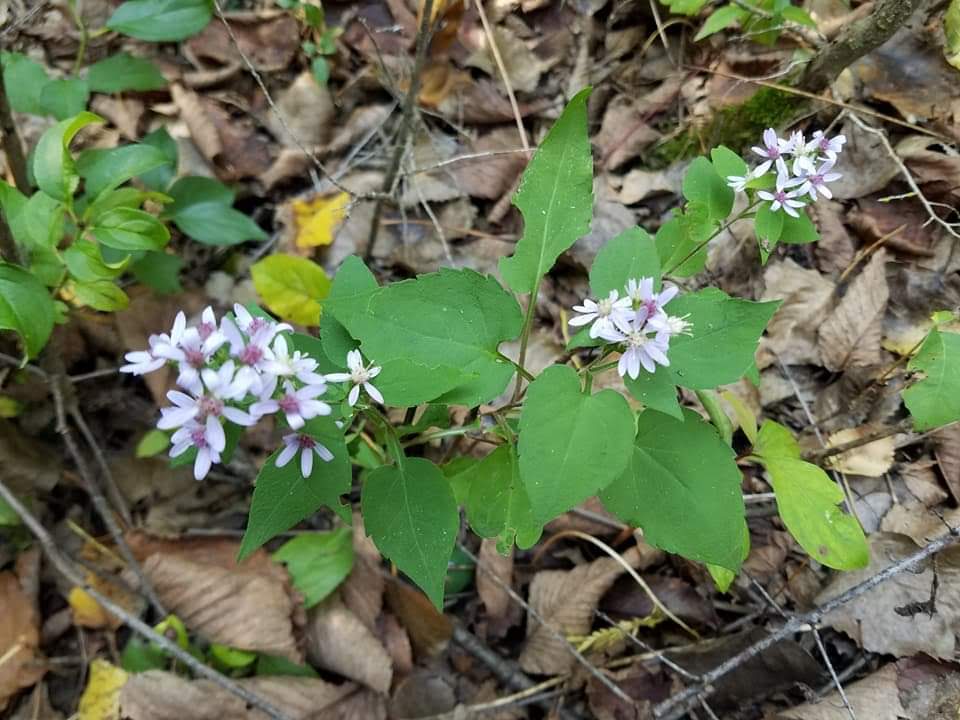 Heart-Leaved / Blue Wood Aster - Symphyotrichum cordifolium