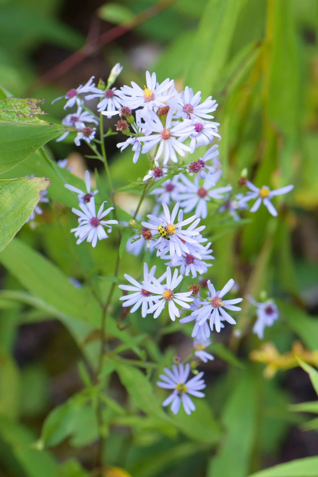 Heart-Leaved / Blue Wood Aster - Symphyotrichum cordifolium