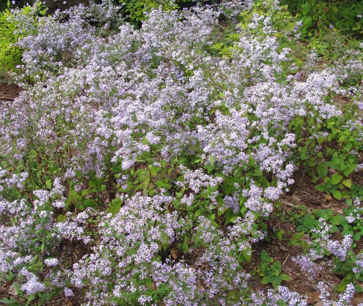 Heart-Leaved / Blue Wood Aster - Symphyotrichum cordifolium