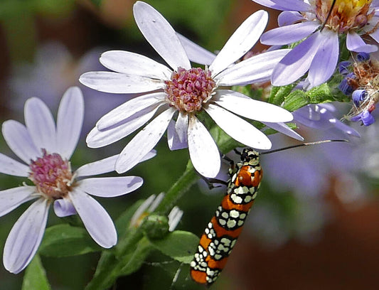 Heart-Leaved / Blue Wood Aster - Symphyotrichum cordifolium