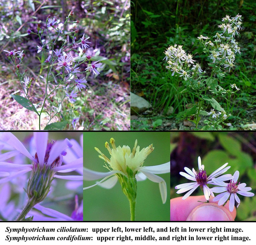 Heart-Leaved / Blue Wood Aster - Symphyotrichum cordifolium