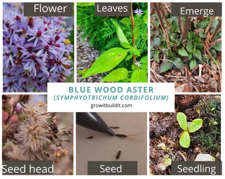 Heart-Leaved / Blue Wood Aster - Symphyotrichum cordifolium