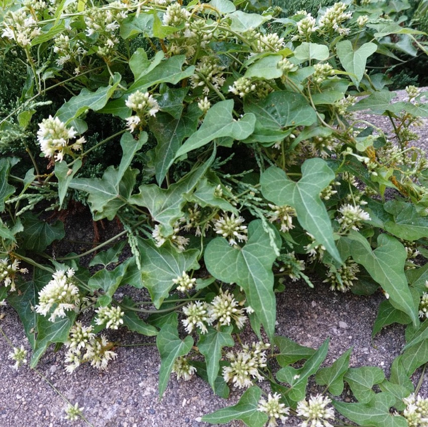Honeyvine Milkweed  - Cynanchum laeve