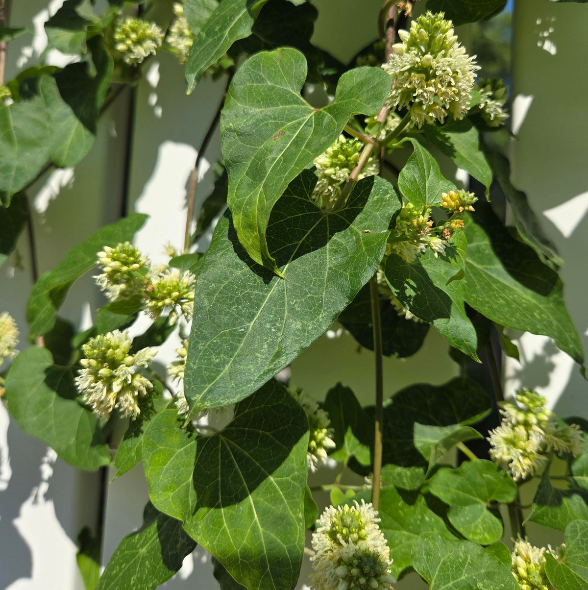 Honeyvine Milkweed  - Cynanchum laeve