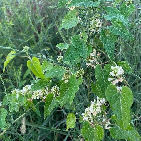 Honeyvine Milkweed  - Cynanchum laeve