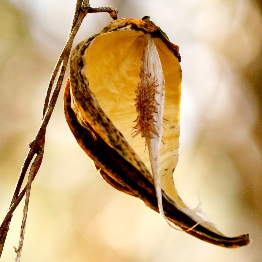 Honeyvine Milkweed  - Cynanchum laeve