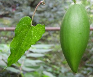 Honeyvine Milkweed  - Cynanchum laeve