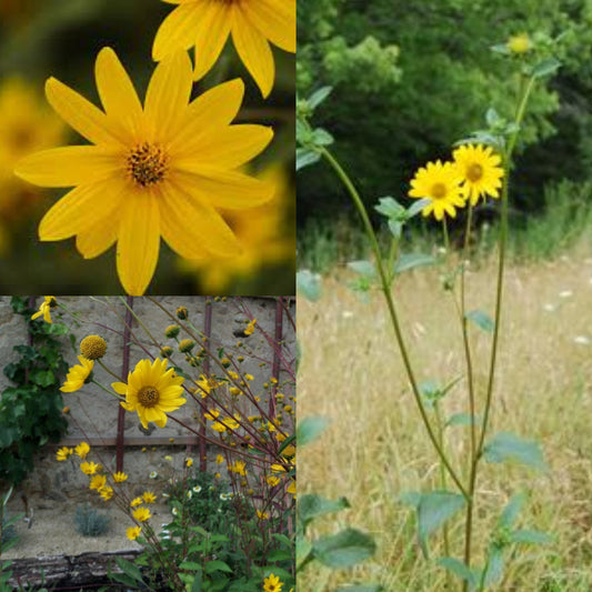 Western Sunflower - Helianthus occidentalis