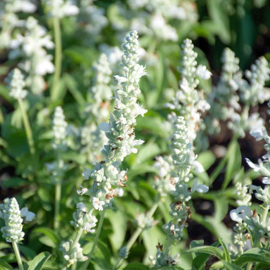 White Mealy Sage - Salvia farinacea
